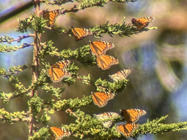 Monarchs at Pismo Beach Monarch Sanctuary