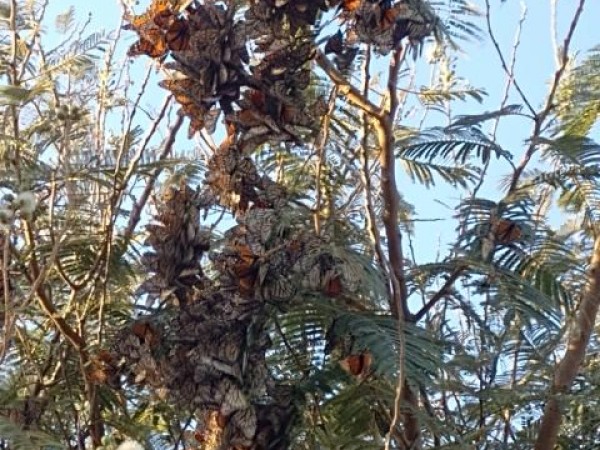 Clusters of monarchs in Mexico