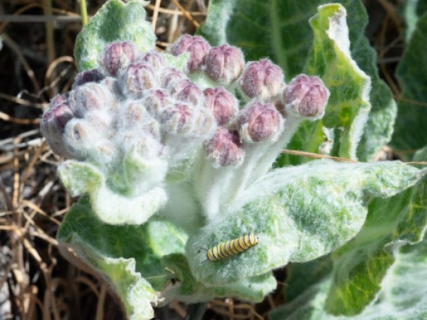 Larva on California milkweed