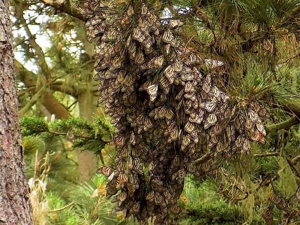 Dense cluster at Pacific Grove Monarch Sanctuary
