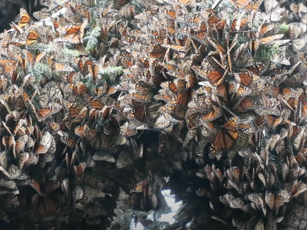 branches filled with monarchs in Mexico
