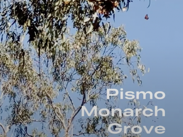 Pismo Monarch Grove 