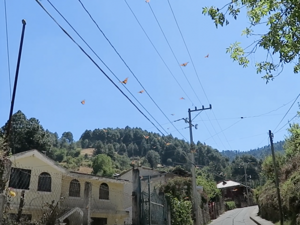 Monarchs leaving overwintering sites in Mexico