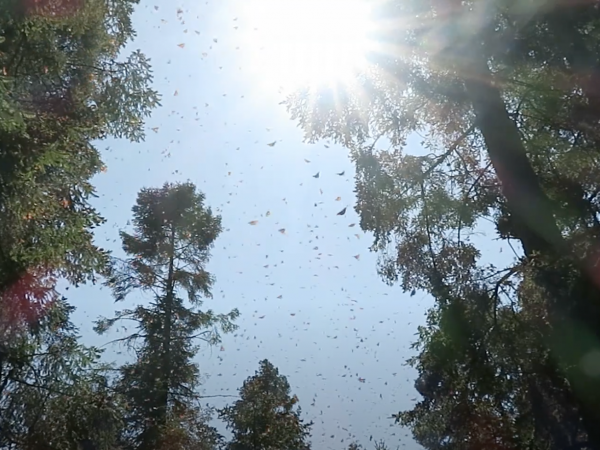 Colony of monarchs in Mexico