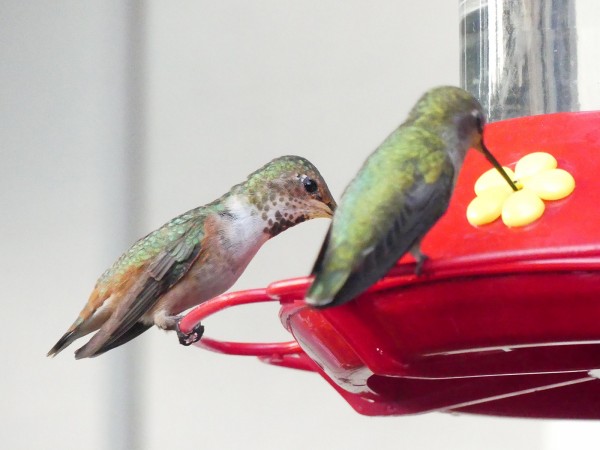 Rufous and Anna's Hummingbirds
