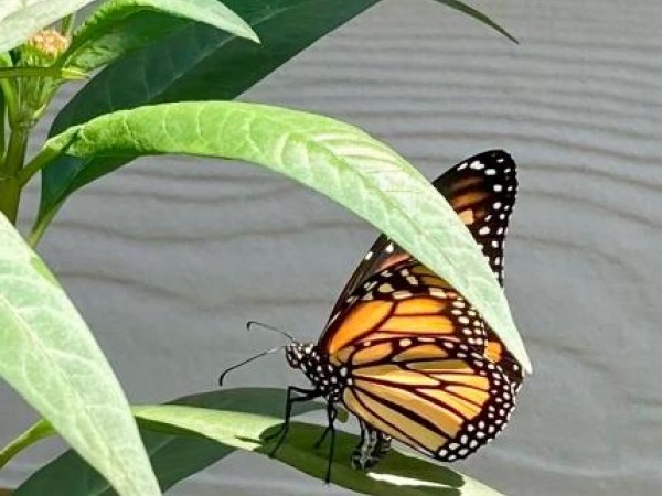Monarch in South Carolina