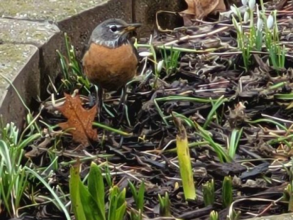 American Robin looking for worms in Michigan