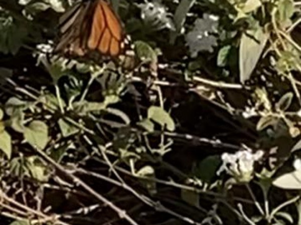 Monarch nectaring in California