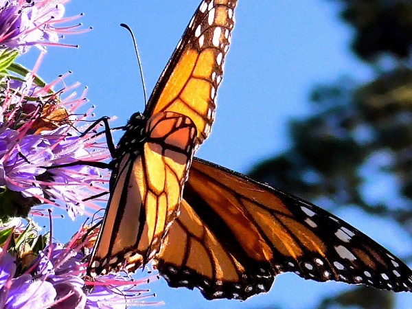 Monarch nectaring at Pacific Grove Sanctuary