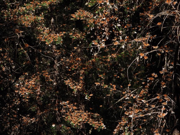 A small colony of monarchs at Cerro Pelon