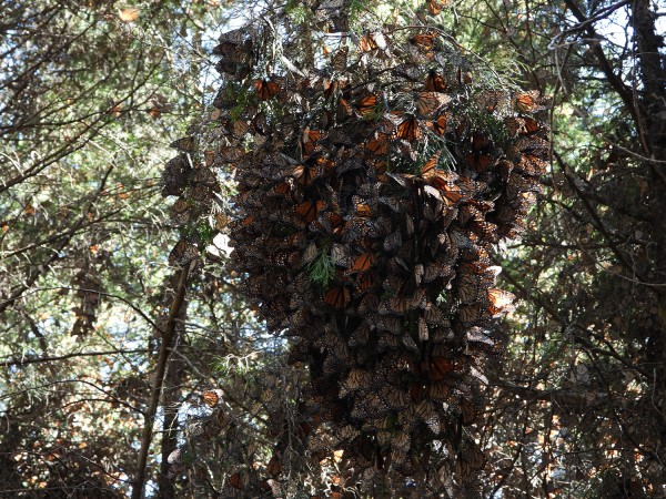 Cluster of monarchs at Cerro Pelon