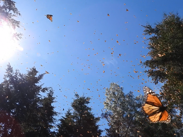 Flying monarchs at Cerro Pelon Sanctuary
