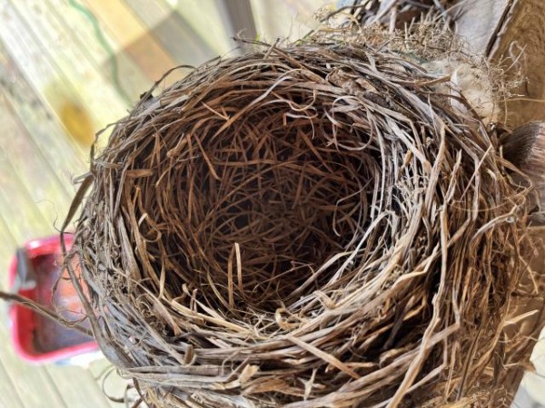 American Robin nest 