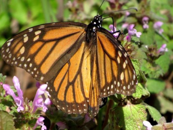 Monarch butterfly in Oklahoma