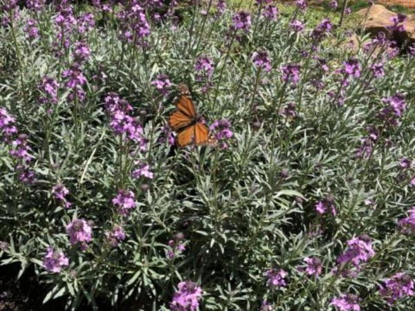 Monarch in Nevada