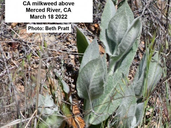 Monarch laying eggs on CA milkweed