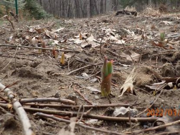 Tulips emerging in New York State