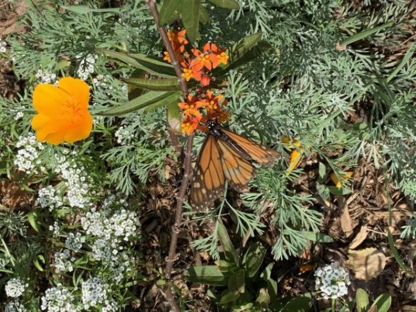 Nectaring monarch in California