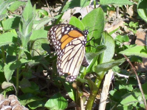 Monarch laying eggs in Virginia