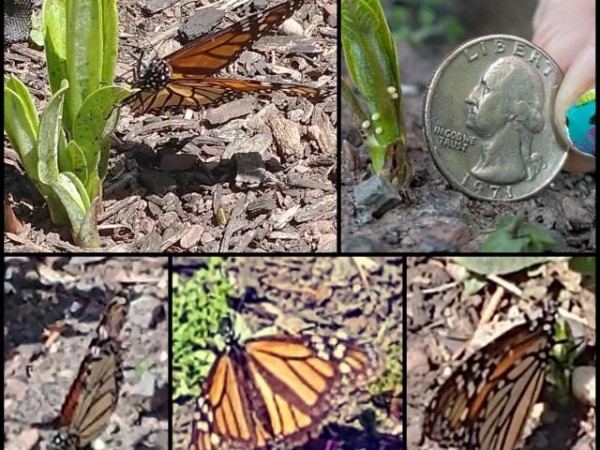 Monarch in Pennsylvania