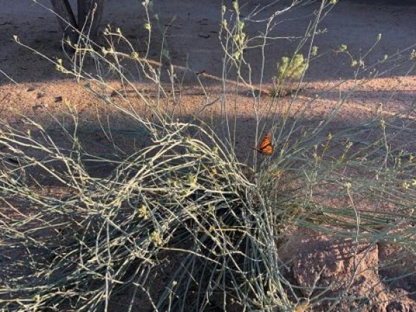 Monarch in Arizona 