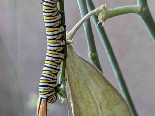 Larva on desert milkweed