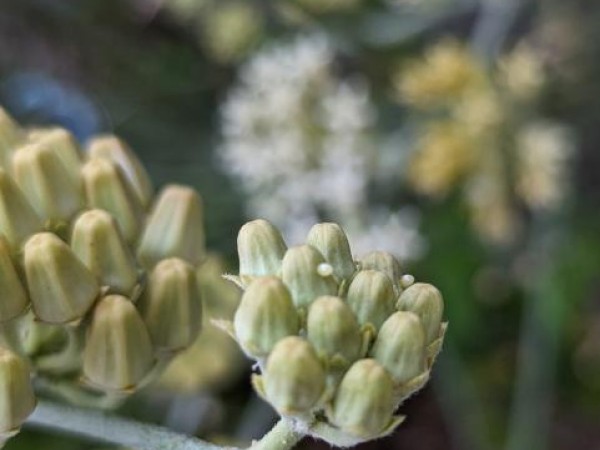 eggs on desert milkweed