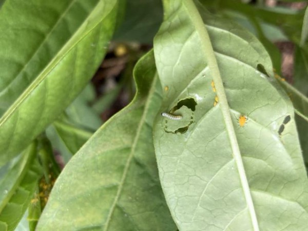 Monarch larva in Texas