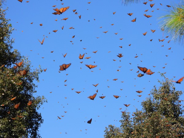 monarchs fill the sky at Cerro Pelon Sanctuary