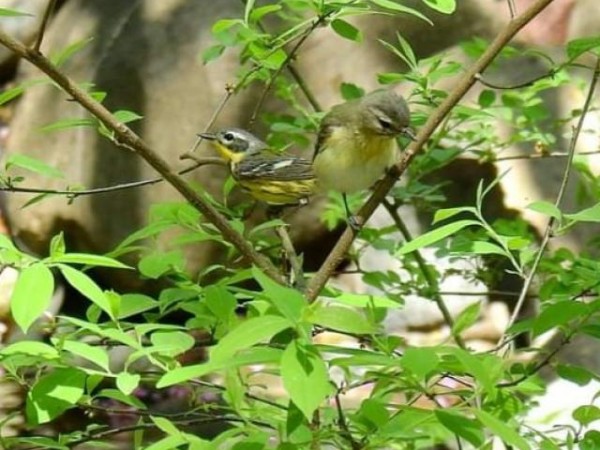 Magnolia Warbler and a Bay-Breasted Warbler