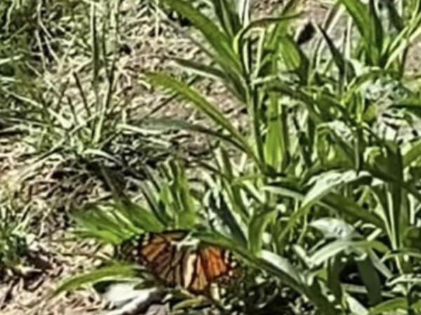Monarch in Nevada 
