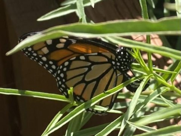 Monarch laying eggs in California