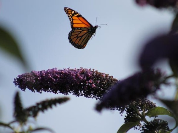 Monarch in California