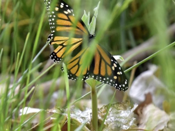 Monarch butterfly in Nevada