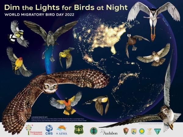 World Migratory Bird Day 2022 graphic