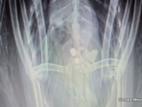Common loon x-ray