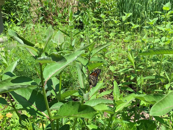 Monarch on purple milkweed in Connecticut