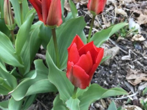 Tulips blooming in Ontario