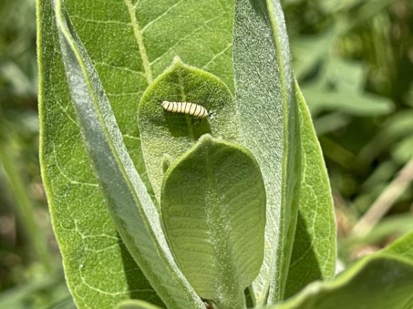 Monarch larva on milkweed 