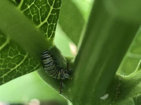 Monarch larva on milkweed