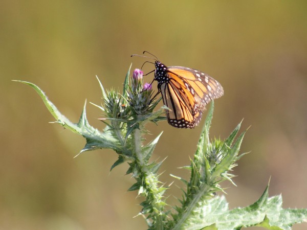 Monarch butterfly nectaring on thistle 