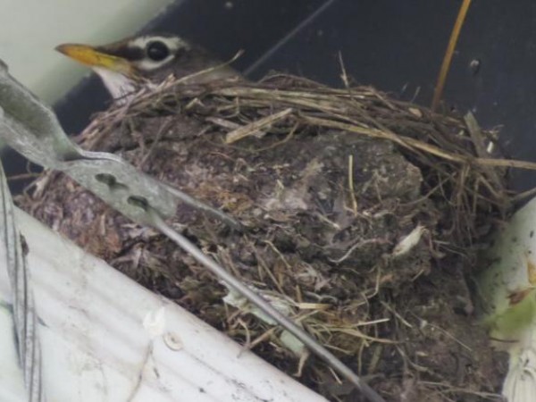 American robin on nest