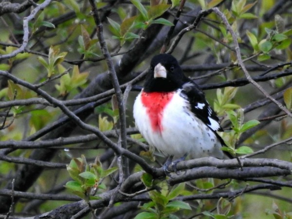 Red-breasted Grosbeak