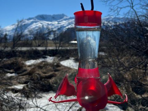 Hummingbird feeder in Alaska