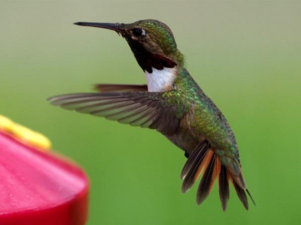Broad-tailed Hummingbird 