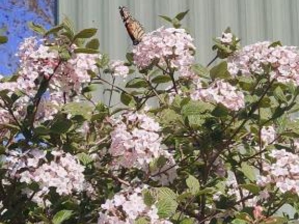 Monarch butterfly in Nova Scotia