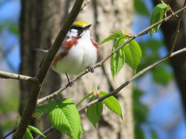 Chesnute-sided Warbler