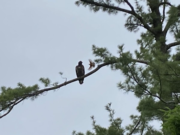 Bald Eagle and American Robin