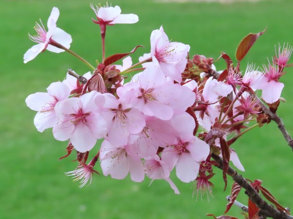 Sargent Cherry Blossoms