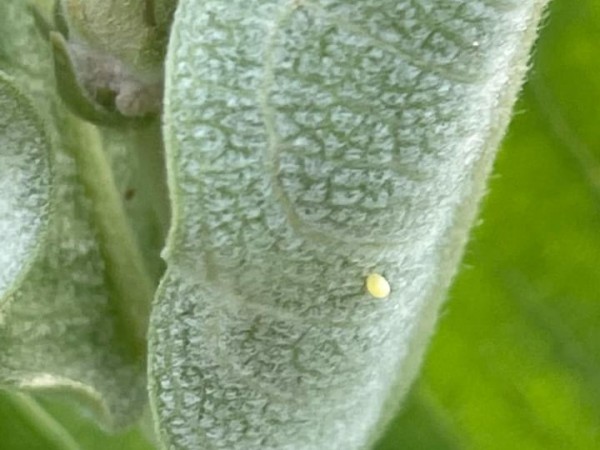 Monarch egg on milkweed